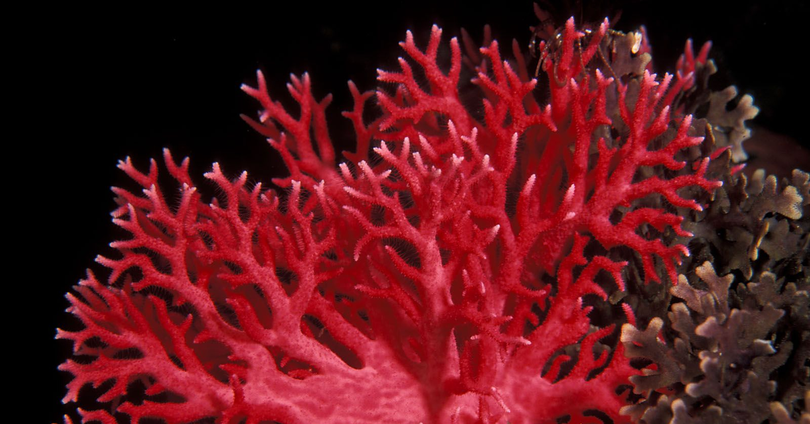 Top-3-things-to-know-about-buying-Red-Coral-LIVE